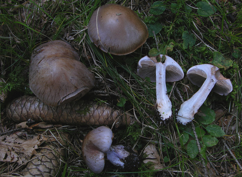 Cortinarius da determinare n�1.